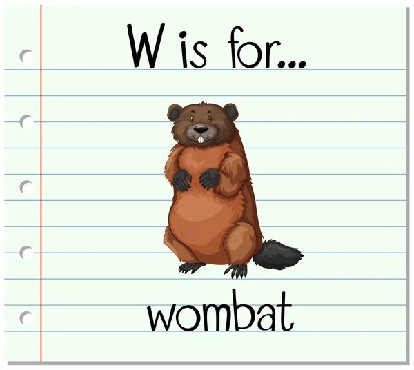 Flashcard letter W is voor wombat — Stockvector