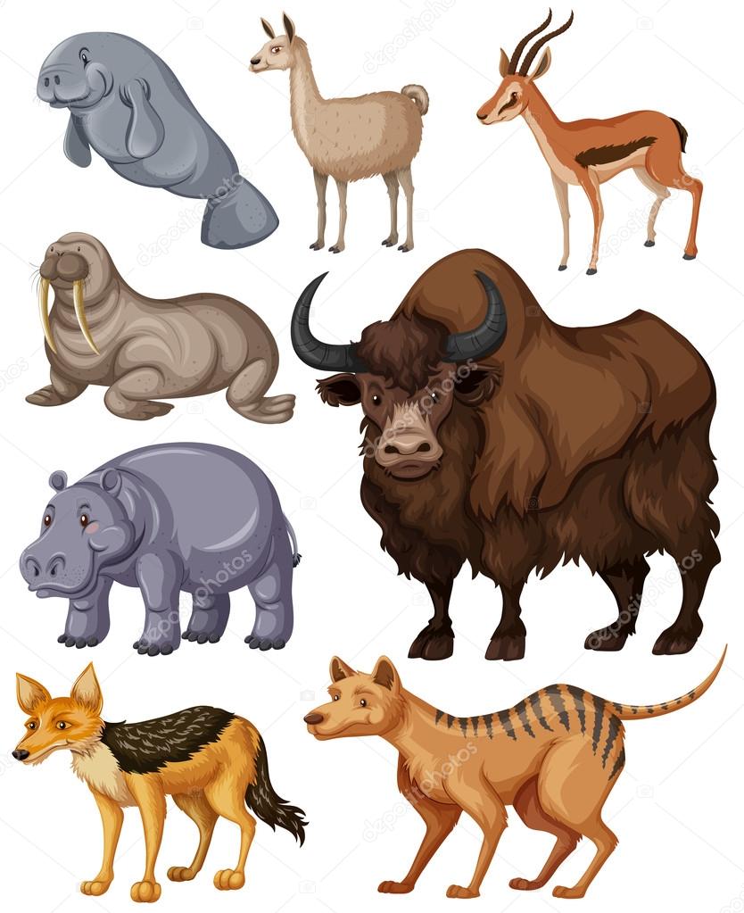 Different kind of wild animals Stock Vector Image by ©blueringmedia #114242886 Different kind of wild animals Stock Vector Image by ©blueringmedia #114242886
