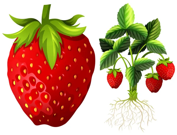 Fragola e pianta di fragole — Vettoriale Stock