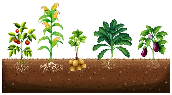Diversi tipi di piante che crescono in giardino — Vettoriale Stock