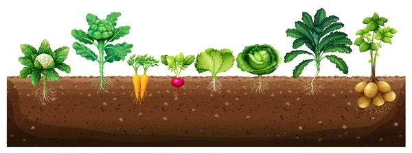 Vegetables growing from underground — Stock Vector