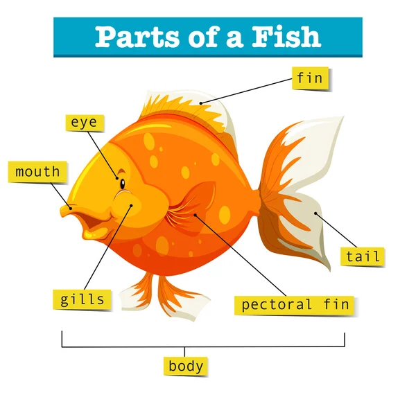 Diagrama com partes de peixes — Vetor de Stock