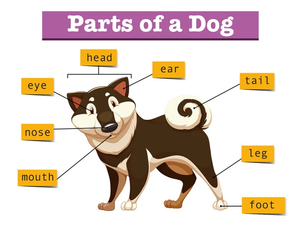 图显示不同部分的狗 — 图库矢量图片