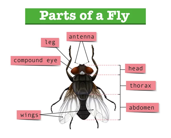 Diagramme montrant les parties de mouche — Image vectorielle