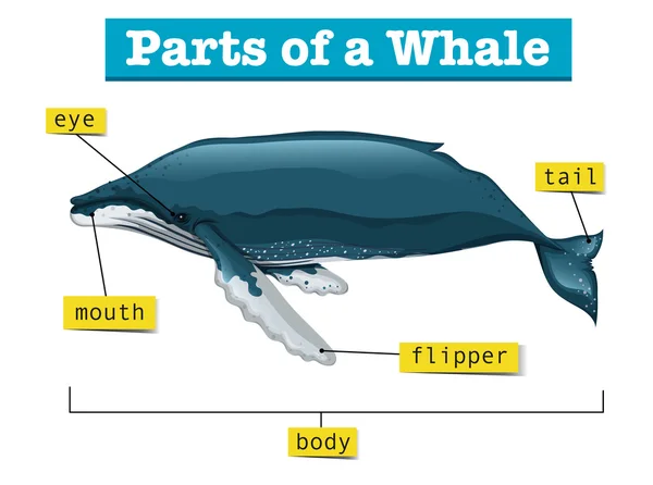 Schemat przedstawiający części wieloryb — Wektor stockowy