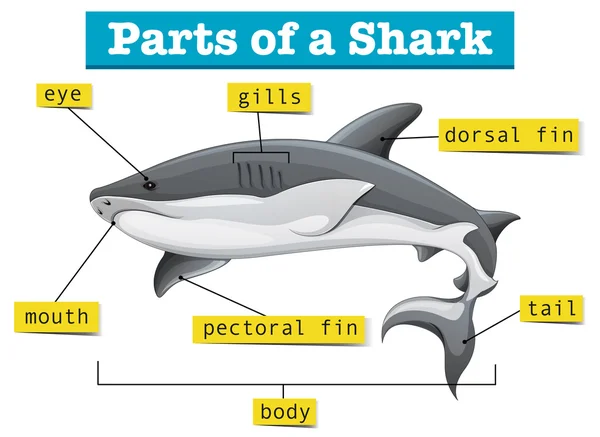 Köpekbalığı bölümlerini gösteren diyagram — Stok Vektör