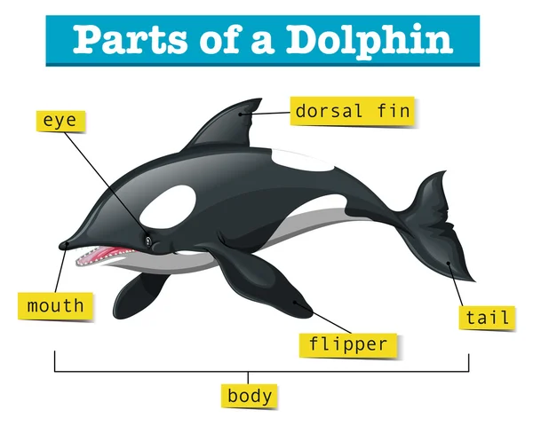 Diagram som visar delar av dolphin — Stock vektor