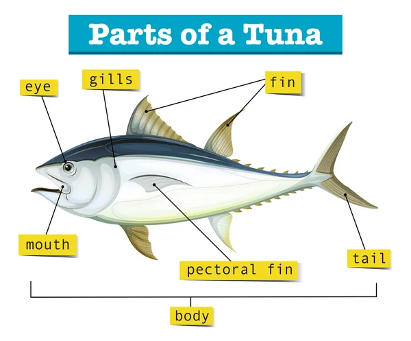 Diagram som visar olika delar av tonfisk — Stock vektor