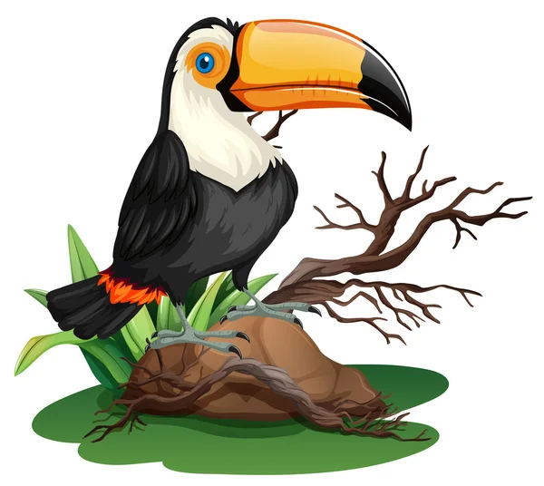 Toucan bird standing on rock — Stock Vector