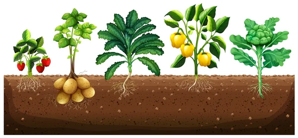 De nombreux types de légumes plantés sur le sol — Image vectorielle