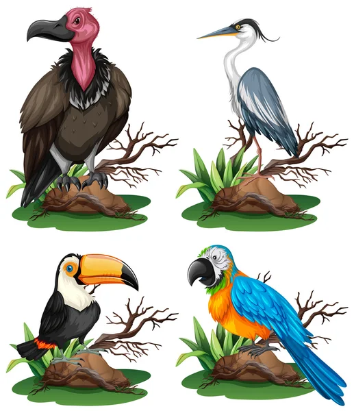 Four different kinds of wild birds — Stock Vector