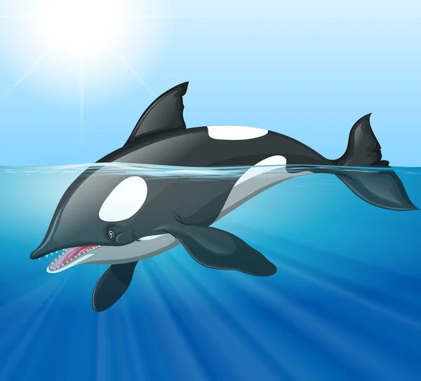 Ballena asesina nadando en el mar — Vector de stock