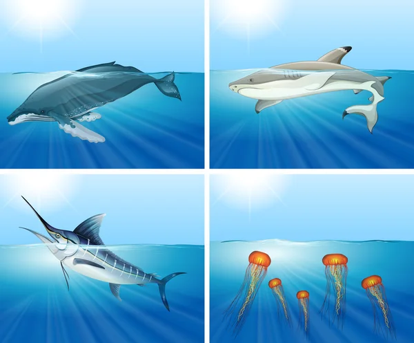 Köpekbalığı ve diğer deniz hayvanları denizde — Stok Vektör