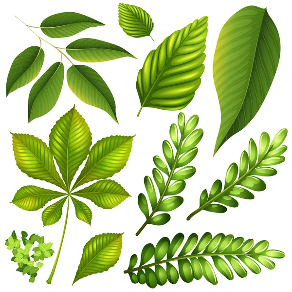 Different kind of leaves
