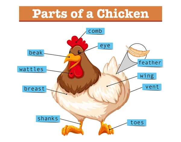 Diagramme montrant les parties de poulet — Image vectorielle