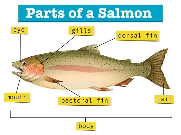 Diagram zobrazující části lososa — Stockový vektor