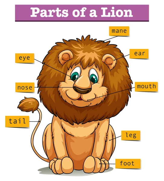 Diagram zobrazující části lva — Stockový vektor