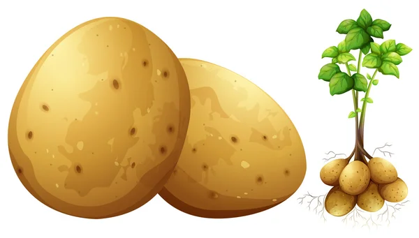 Patatas frescas con hojas y tallo — Vector de stock