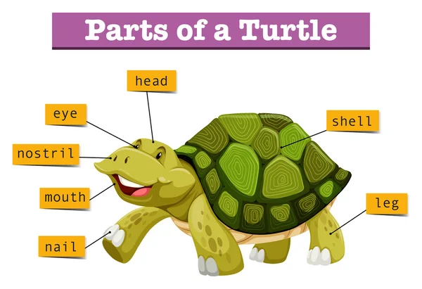 Olika delar av sköldpadda — Stock vektor