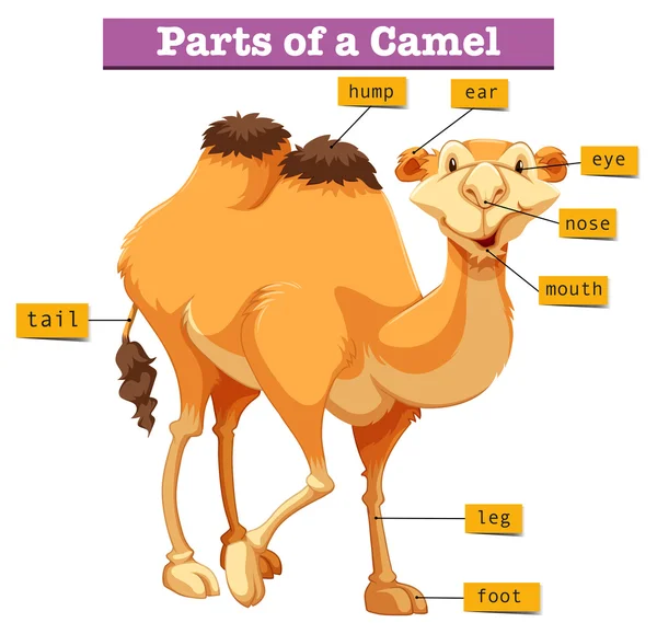 Schemat przedstawiający części camel — Wektor stockowy