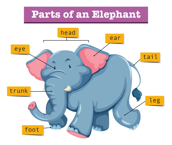 Diagrama que muestra partes de elefante — Archivo Imágenes Vectoriales