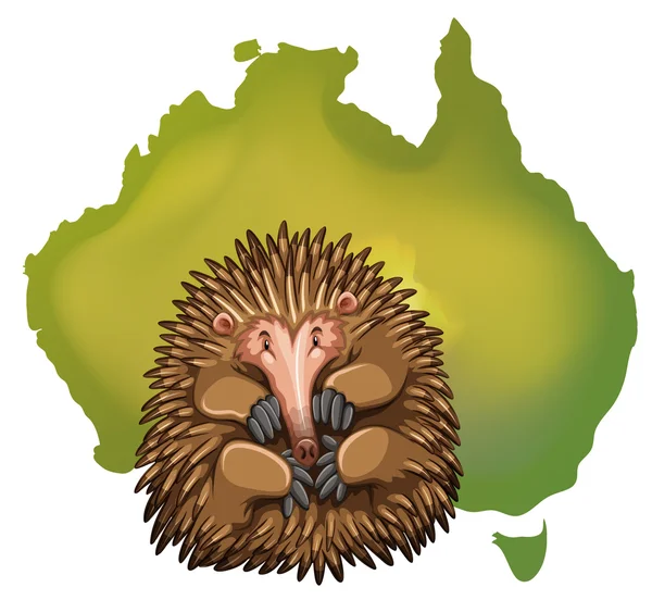 Echidna y Australia mapa — Archivo Imágenes Vectoriales