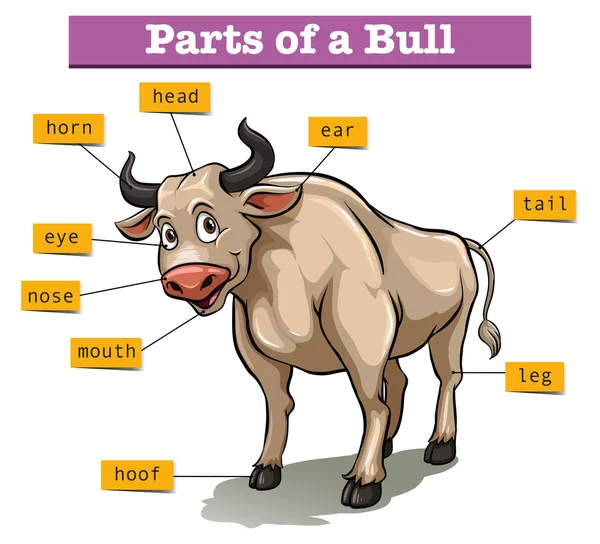 Diagram showing parts of bull — Stock Vector