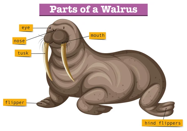 Diagram showing parts of walrus — Stock Vector