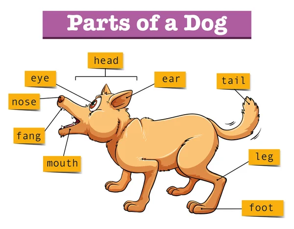 Различные части домашней собаки — стоковый вектор