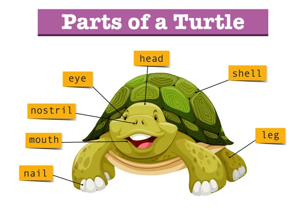 Diagrama mostrando partes de tartaruga — Vetor de Stock