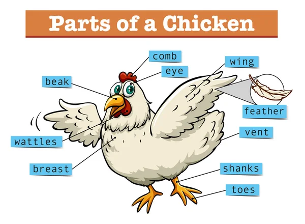 Diagram showing parts of chicken — Stock Vector