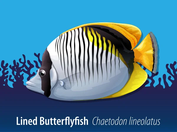 Lemované butterflyfish koupání v moři — Stockový vektor