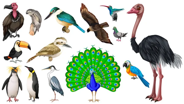 Conjunto de espécies de aves selvagens —  Vetores de Stock