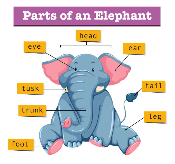 Diagrama que muestra partes de elefante — Archivo Imágenes Vectoriales