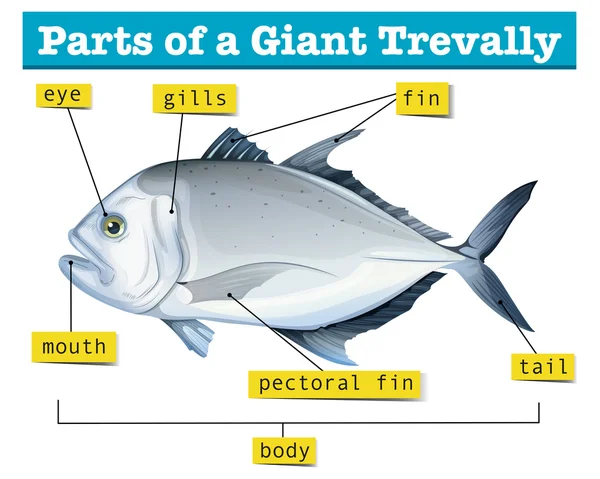 Diagram showing parts of giant trevally — Stock Vector