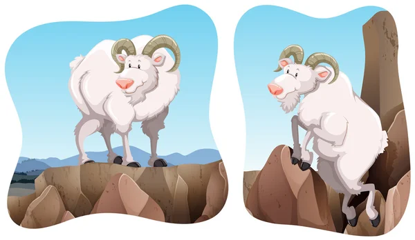 Goats standing on the cliff — Stock Vector