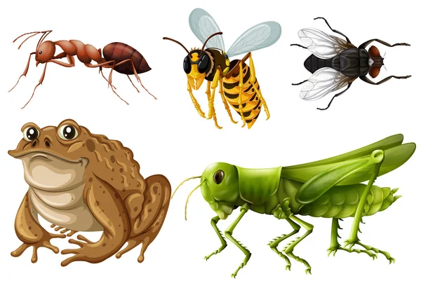Uppsättning av olika typer av insekter — Stock vektor