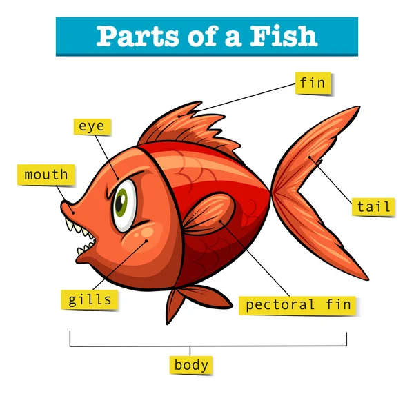 Diagram som visar delar av fisk — Stock vektor