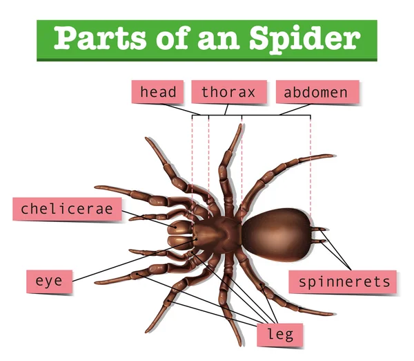 Diagrama mostrando partes de aranha — Vetor de Stock