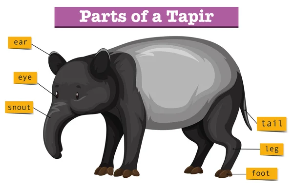 Diagrama que muestra partes de tapir — Vector de stock