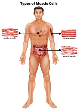 Diagram showing types of muscle cells clipart