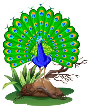 Wild peacock standing on rock clipart