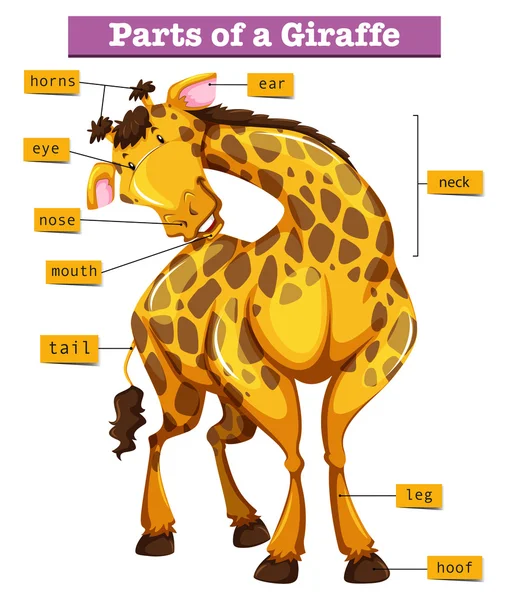 Schema che mostra parti di giraffa — Vettoriale Stock