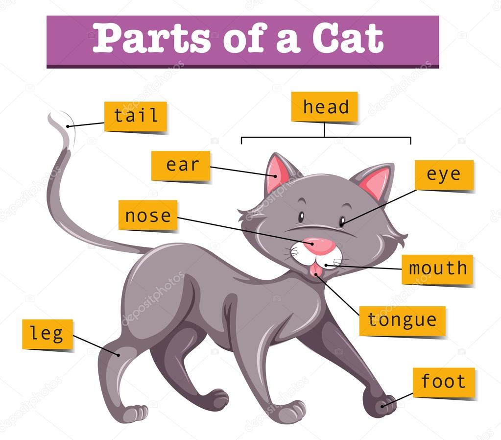 Foot tongue. Части кошки. Части тела кота. Части тела кошки для детей. Касти тела кошек.