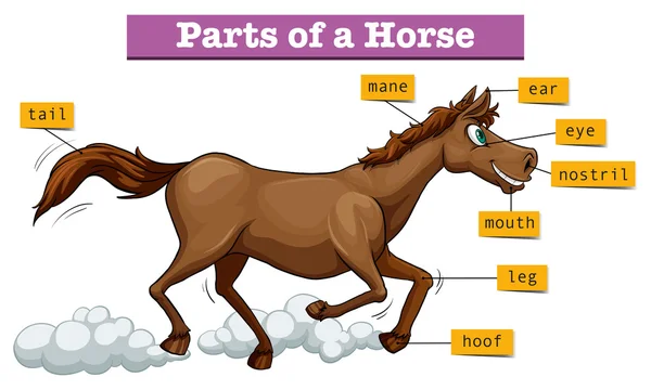 Diagrama mostrando partes de cavalo — Vetor de Stock