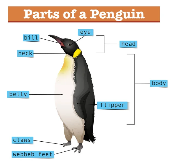 Diagrama mostrando partes de pinguim —  Vetores de Stock