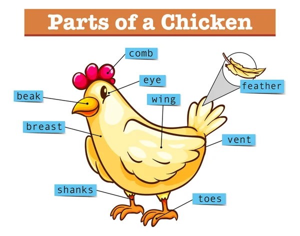 Schema che mostra parti di pollo — Vettoriale Stock