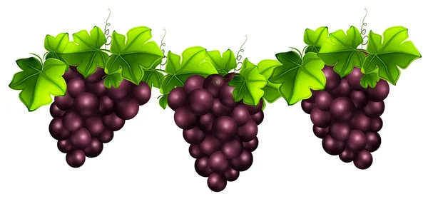 Uvas y hojas frescas — Vector de stock