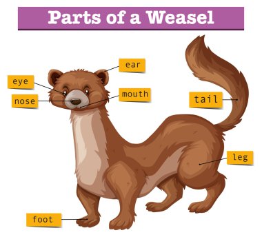 Different parts of weasel clipart