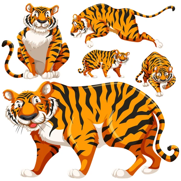 Conjunto de tigres salvajes — Vector de stock